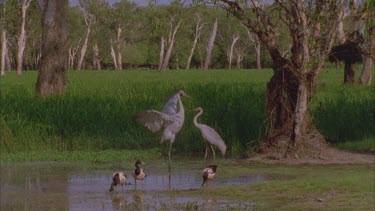 Brolga feeding among wetland reeds and grasses they begin the dance flapping wings and hopping in the air ** magpie geese in foreground