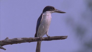 kingfisher perched on dead branch looking around