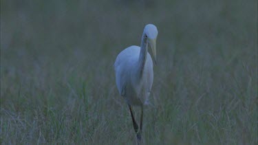egret stalks insects in long grass makes a stab in the grass but not quick enough beak empty