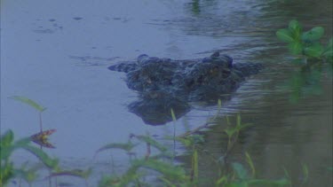 crocodile head emerges briefly from the reeds and cruises towards camera and then submerges *8