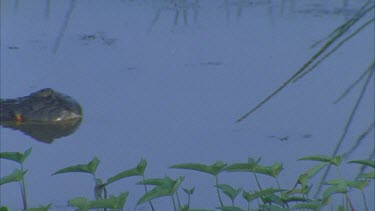 crocodile head into shot followed by entire body ** semi submerged in water hole lilies behind