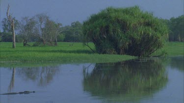crocodile swims into main waterway pandanus tree behind