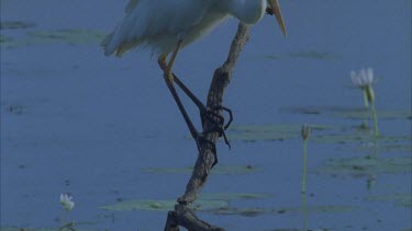 tilt up from egret feet perched on branch overhanging water looking for prey