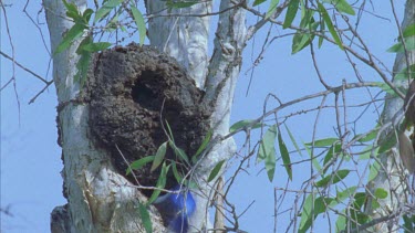 shot of tree termite mound in paper bark and kingfisher flies into it and out again