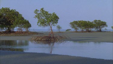 mangrove trees on calm beach Cape tribulation showing prop roots