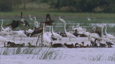 Mamakula billabong thick with pelican Jabiru Burdekin ducks and egrets