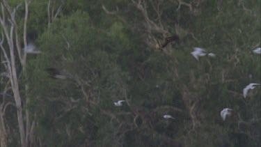 Mamakula billabong thick with pelican Jabiru Burdekin ducks and egrets birds attacking kite as it flies above