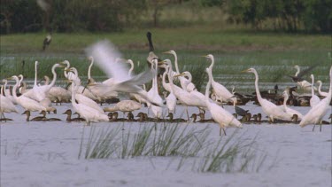 Mamakula billabong thick with pelican Jabiru Burdekin ducks and egrets feeding terns flying above