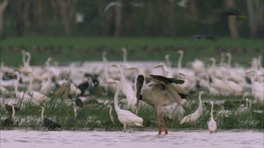 Jabiru flies in through swamp full of water birds