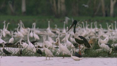 Jabiru in swamp full of water birds