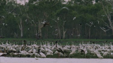 Jabiru in swamp full of water birds