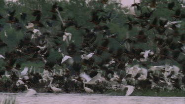 swamp full of water birds take off into flight