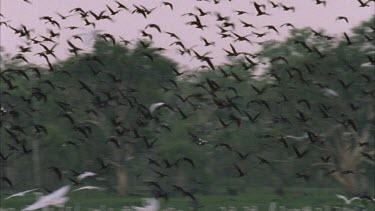 swamp full of water birds take off into flight
