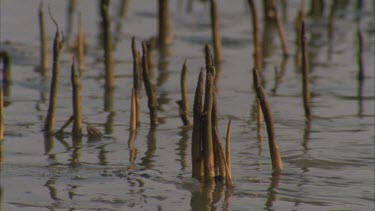 mangrove tree air breathing roots