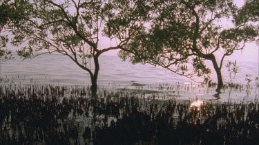 Backlit mangrove tree air breathing roots in water