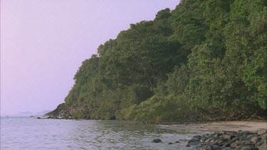 rainforest meets sea