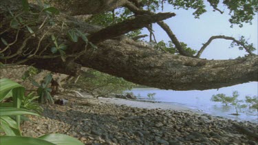 pan from tree branch to mangrove lily