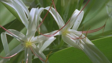 mangrove lily