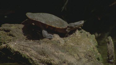 turtle on log sunning