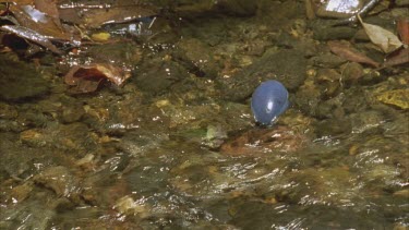 seed rolling down stream