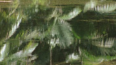 reflections of palm fronds in water