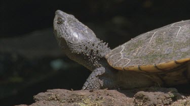 turtle on log sunning