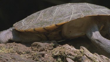 turtle on log stretches back legs and moves off log