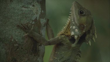 tilt up to dragon lizard vertical on tree trunk