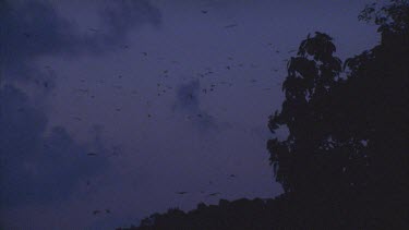 bats fly against late afternoon sky with some trees in lower frame