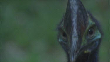 cassowary eyes and beak towards camera close up bright colours