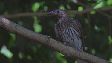 female fig bird on branch mouth open