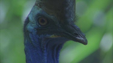 very impressive shot of cassowary to camera showing bright head colours an large eyes