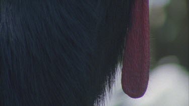 cassowaries wattle male display around throat, tilt up neck to head and casque horny helmet
