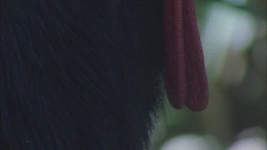 cassowaries wattle male display around throat, tilt up neck to head and casqued horny helmet