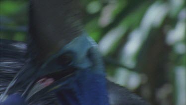 very impressive shot of cassowary picking up and swallowing whole a rainforest fruit, see it going down the gullet