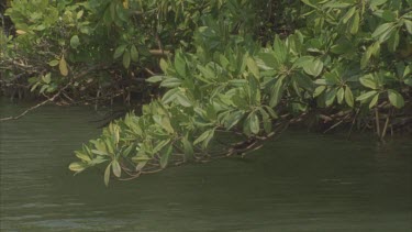 tracking shot through mangroves with mountains behind , mangroves with roots