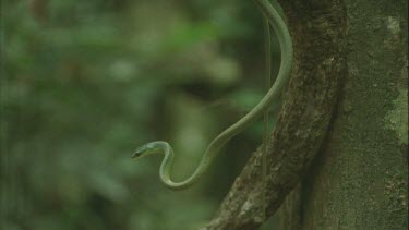 green tree snake arched out from tree trunk cu of head also and tongue then climbs up tree trunk