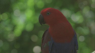 male eclectus parrot climbing up on branch using his beak
