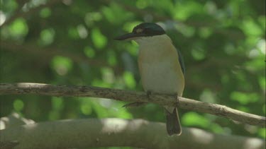 kingfisher sitting on branch