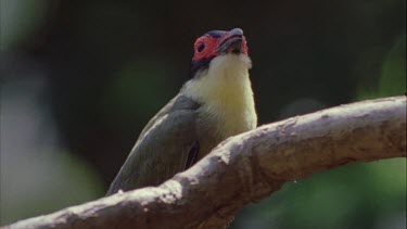 sitting on branch