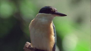 kingfisher sitting on branch turning head