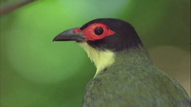 sitting on branch , chirping singing mouth open