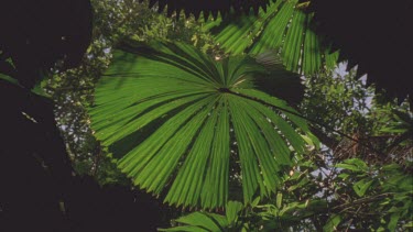 looking up at Fan palms from underneath