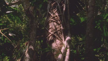 liana vines creeping up and strangling tree possibly strangler fig