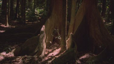 buttress roots tilt up to canopy of fan palms