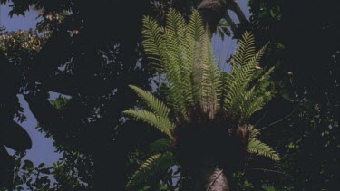 birds nest fern clings to tree trunk