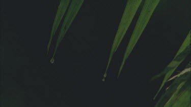 water droplets run off surface of palm frond