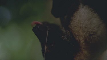 bats testing ripeness of fruit and licking juice