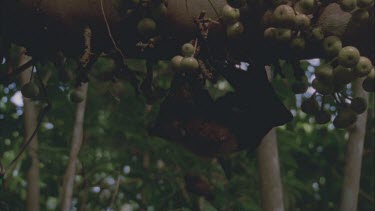 bats clambering over cluster figs and taking them in mouth to eat, testing ripeness licking juice, chewing and dropping some