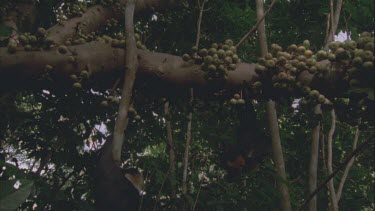 bats clambering up trunk to reach cluster figs , hooks one with claw on wing